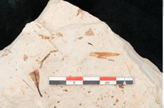 Foto (Detailansicht) von Myrica lignitum Unger (NHMW-GEO-2024-0188-4002)